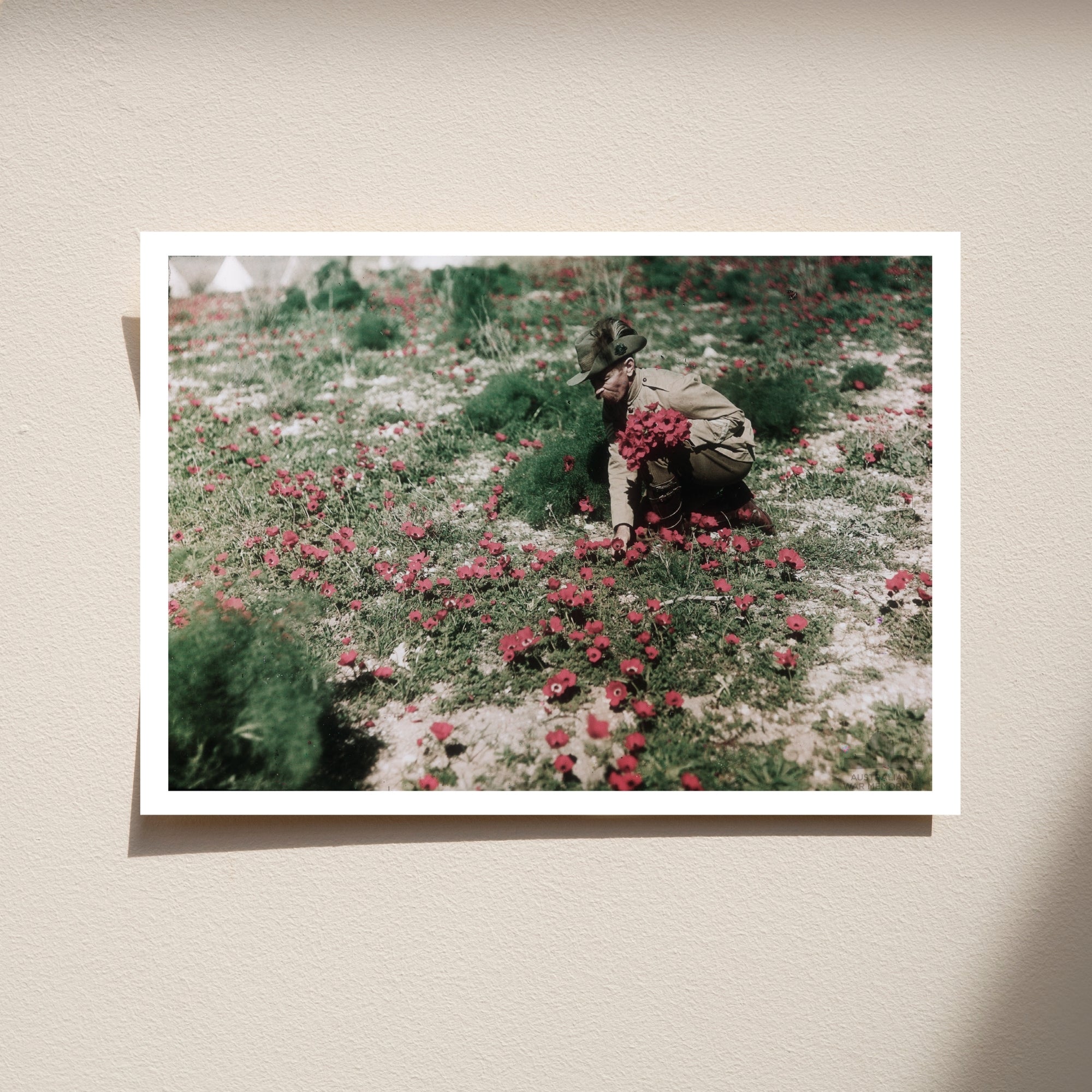 Postcard: An Australian Light Horseman collecting anemones