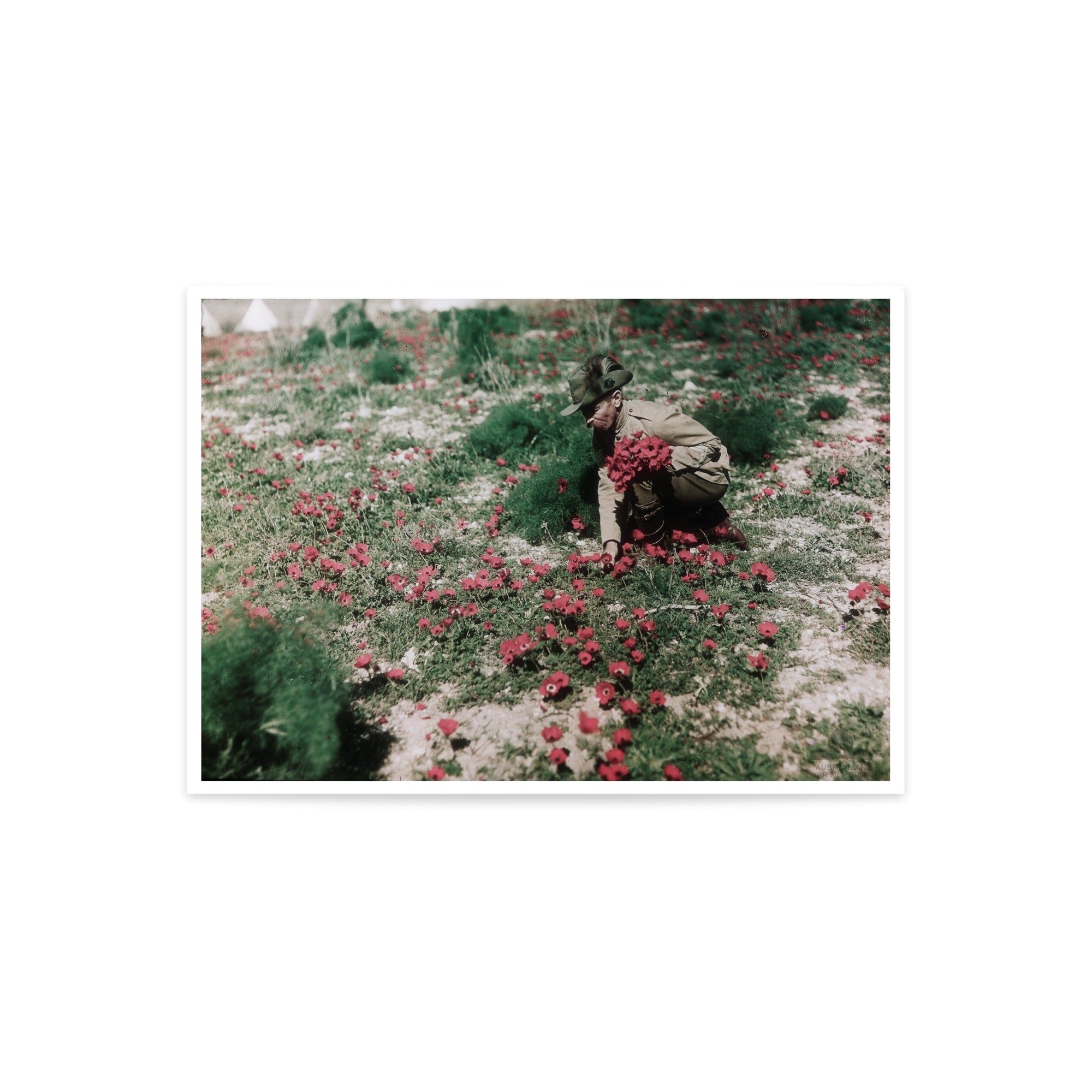 Print, A3: An Australian Light Horseman collecting anemones