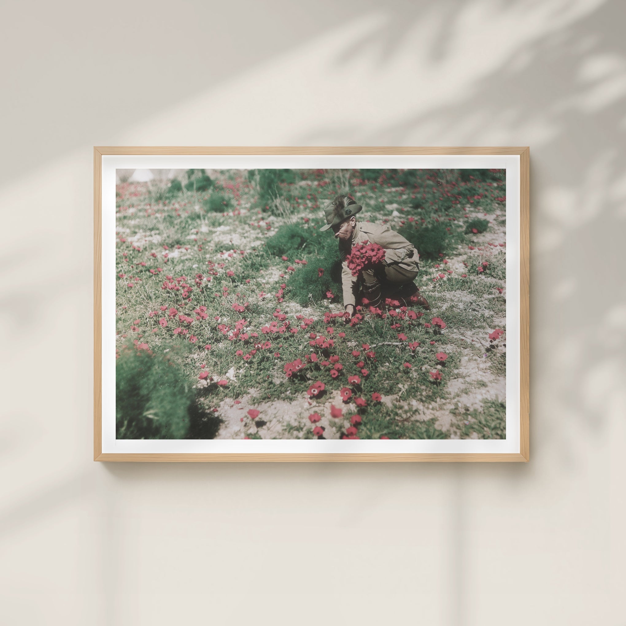 Print, A3: An Australian Light Horseman collecting anemones